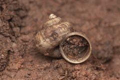 Cyclophorus martensianus