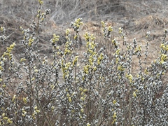 Salix caprea