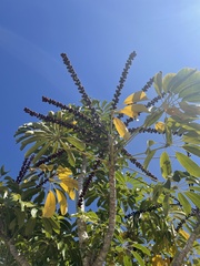 Heptapleurum actinophyllum