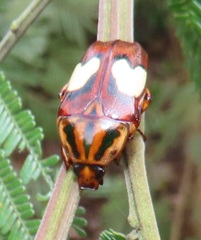 Pedinorrhina trivittata