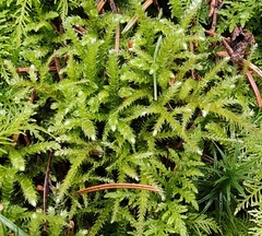 Eurhynchium