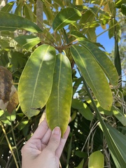 Heptapleurum actinophyllum