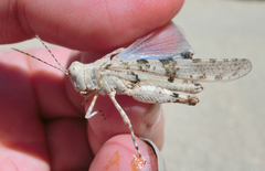 Sphingonotus caerulans