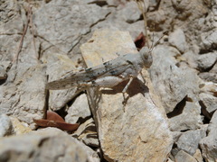Sphingonotus caerulans