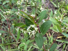 Euphorbia lasiocarpa