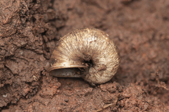 Cyclophorus martensianus