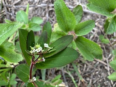 Euphorbia lasiocarpa
