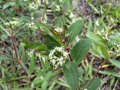 Euphorbia lasiocarpa