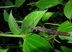 Pseudophasma esmeraldas