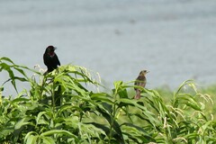 Chrysomus ruficapillus