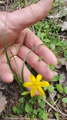 Hypoxis hirsuta