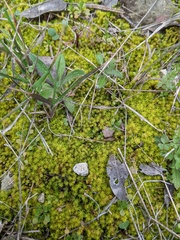 Syntrichia ruralis