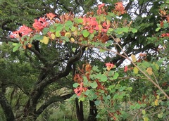 Bauhinia galpinii