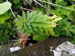 Euphorbia azorica