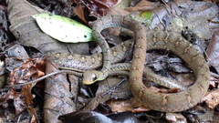 Dendrophidion apharocybe