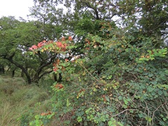 Bauhinia galpinii