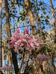 Rhododendron canescens