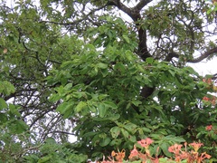 Vangueria