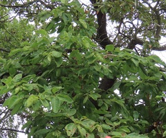 Vangueria