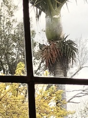 Hemiphaga novaeseelandiae