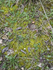 Syntrichia ruralis