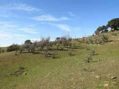 Pyrus bourgaeana