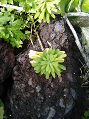 Euphorbia azorica