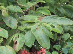 Vangueria