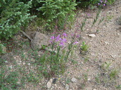 Chamaenerion angustifolium