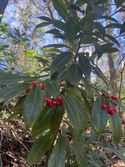 Ardisia crenata