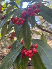 Ardisia crenata