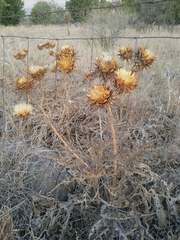 Cynara syriaca