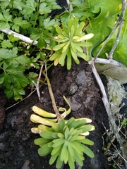 Euphorbia azorica