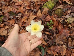 Narcissus × incomparabilis
