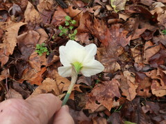 Narcissus × incomparabilis