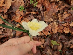 Narcissus × incomparabilis