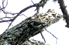 Sitta carolinensis