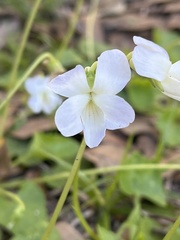 Viola primulifolia