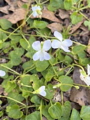 Viola primulifolia