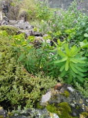 Euphorbia azorica