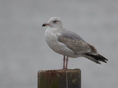 Larus argentatus