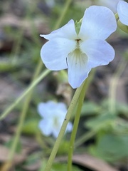 Viola primulifolia