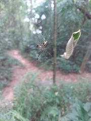 Trichonephila clavipes