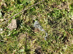 Thaumetopoea herculeana