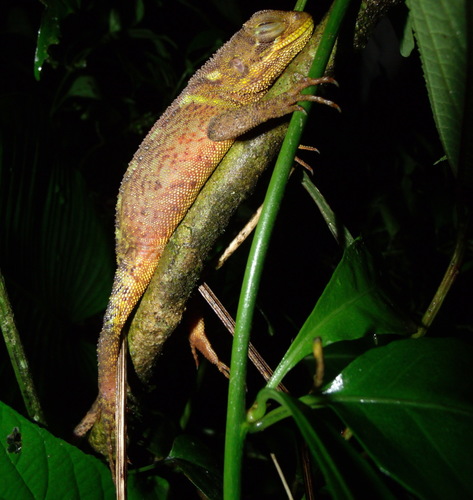 Enyalioides heterolepis