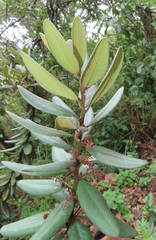 Euclea natalensis magutensis