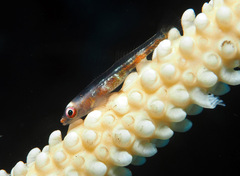 Bryaninops