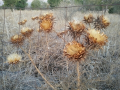 Cynara syriaca