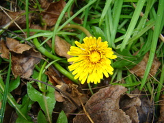 Taraxacum officinale