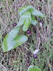 Arisarum vulgare